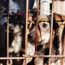 67-åring dömd för djurplågeri – lät sin hund lida