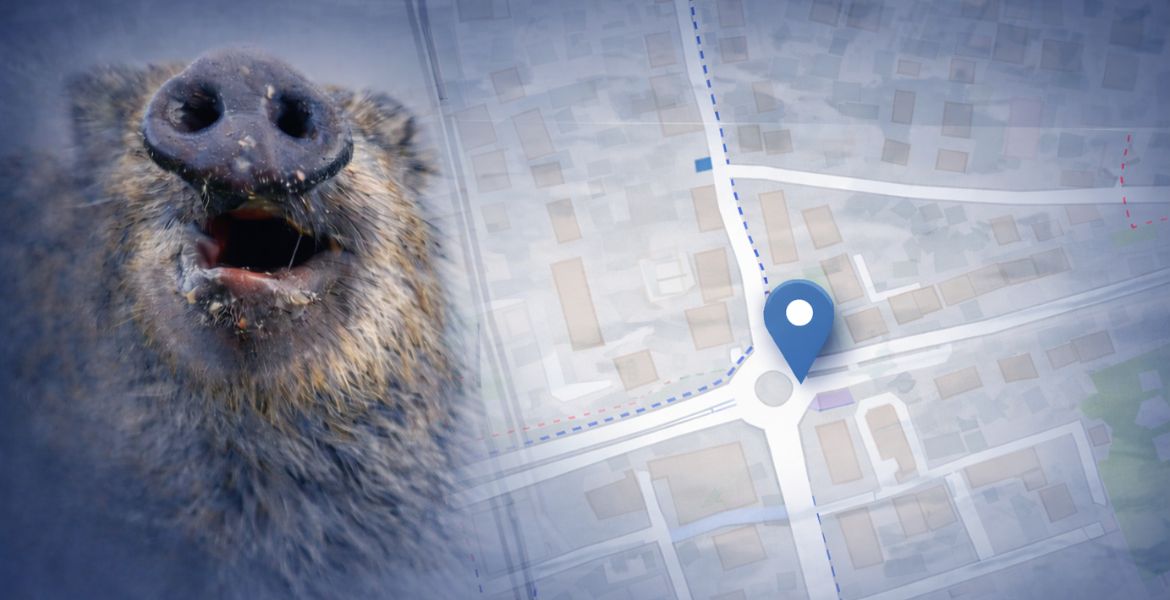 Vildsvin framför en karta över Norrtälje