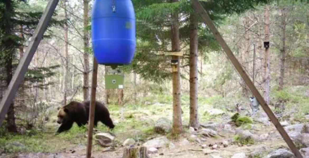 En björn vid en Åtel i dagsljus.