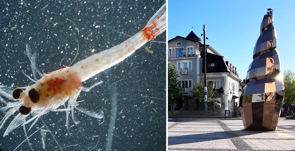 Röd pungräka sammansatt bild med "Snäckan" i Norrtälje.