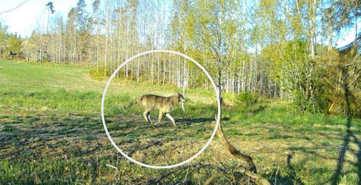 En varg på en åker i dagsljus.