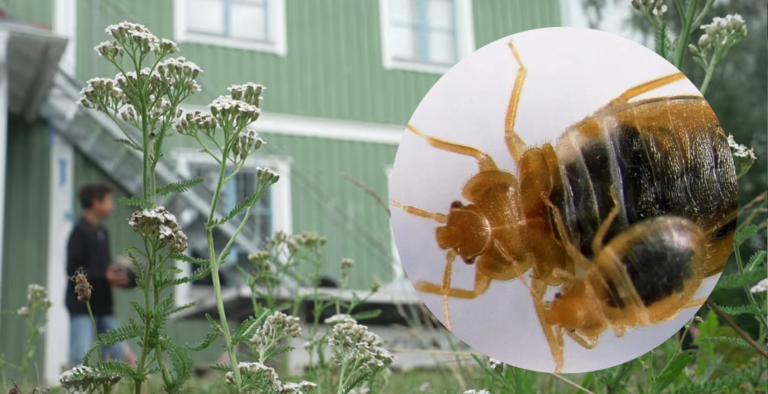 Vägglöss på Barnens ö – kollo flyttas